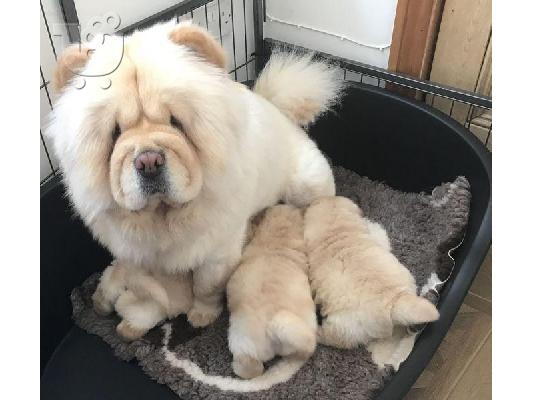 chow chow προς πώληση.